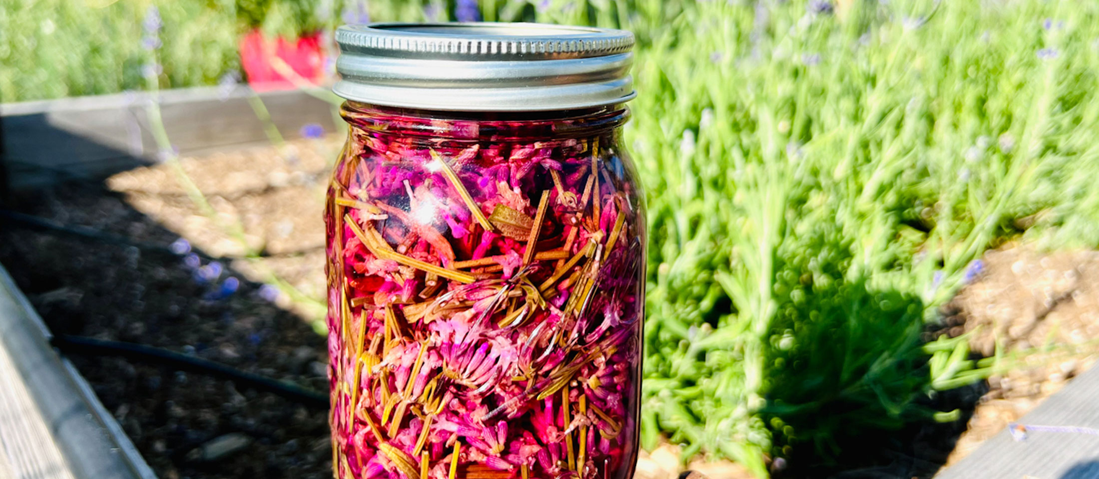 hand-made purple dye in a jar sitting on a post and flowers in the background.